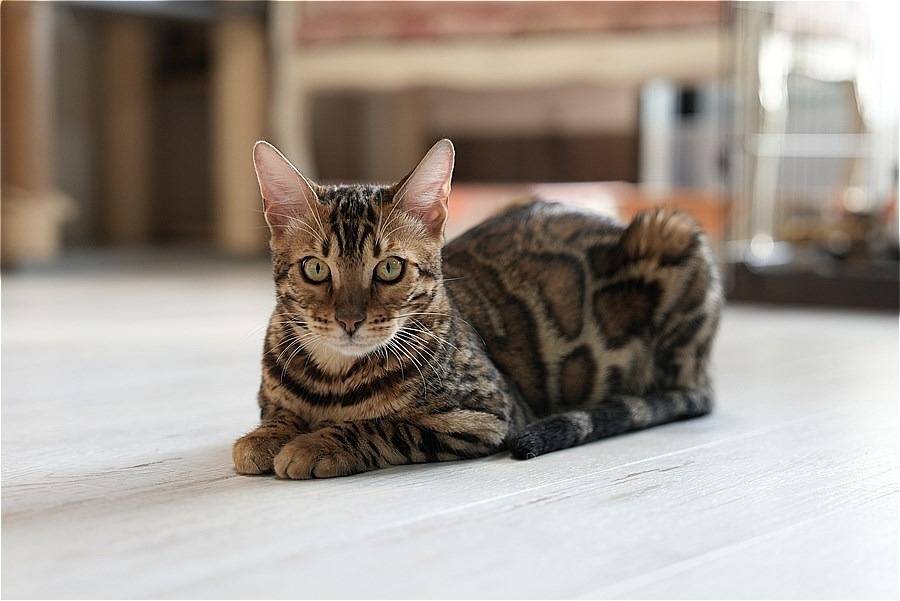 ベンガル武美ページ ベンガル猫 | 埼玉県上尾市のブリーダーならCATTERY BELL ANGE