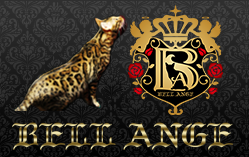 CATTERY BELL ANGE